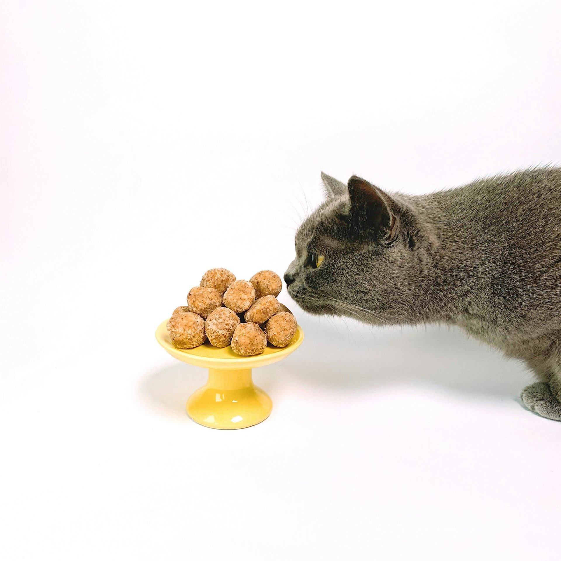 Mobile Katzenbetreuung, mobiler Katzenservice, Tierbetreuung Nürnberg, Eckental, Igensdorf, Gräfenberg, Heroldsberg