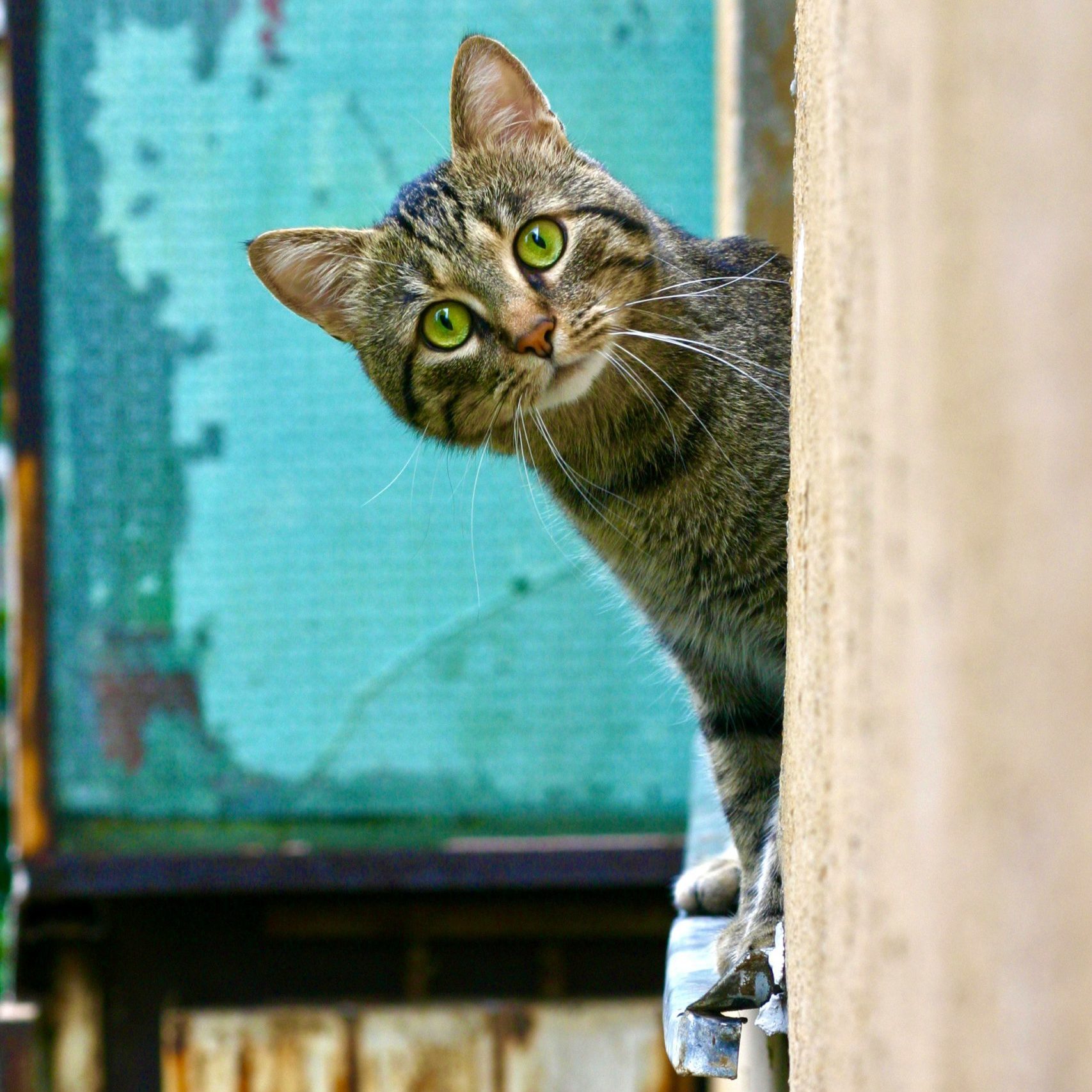 Mobile Katzenbetreuung, mobiler Katzenservice, Tierbetreuung Nürnberg, Eckental, Igensdorf, Gräfenberg, Heroldsberg