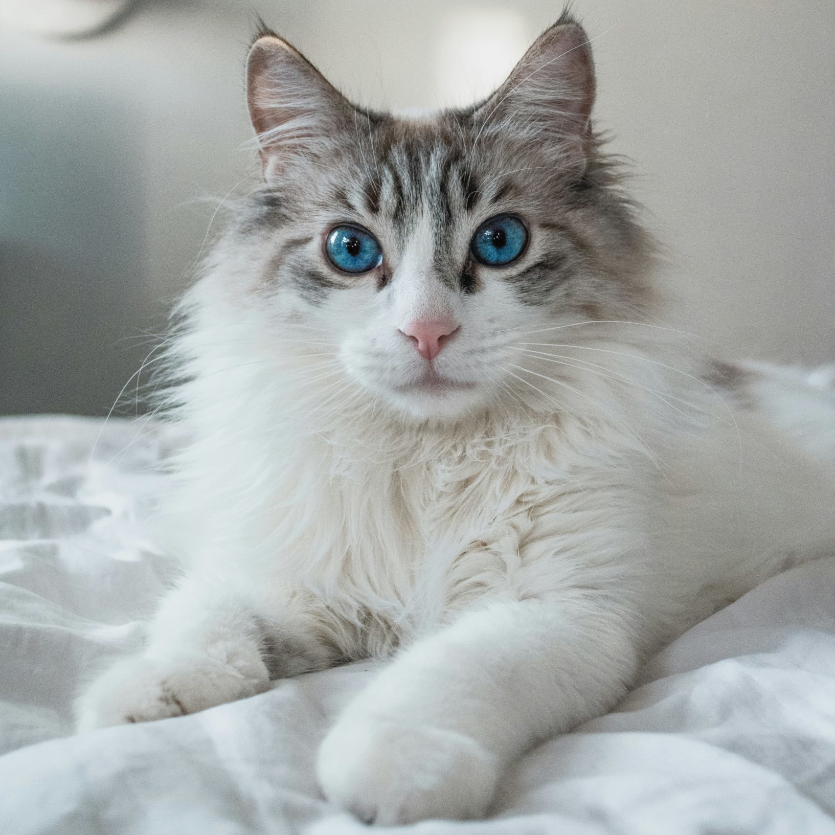 Mobile Katzenbetreuung, mobiler Katzenservice, Tierbetreuung Nürnberg, Eckental, Igensdorf, Gräfenberg, Heroldsberg