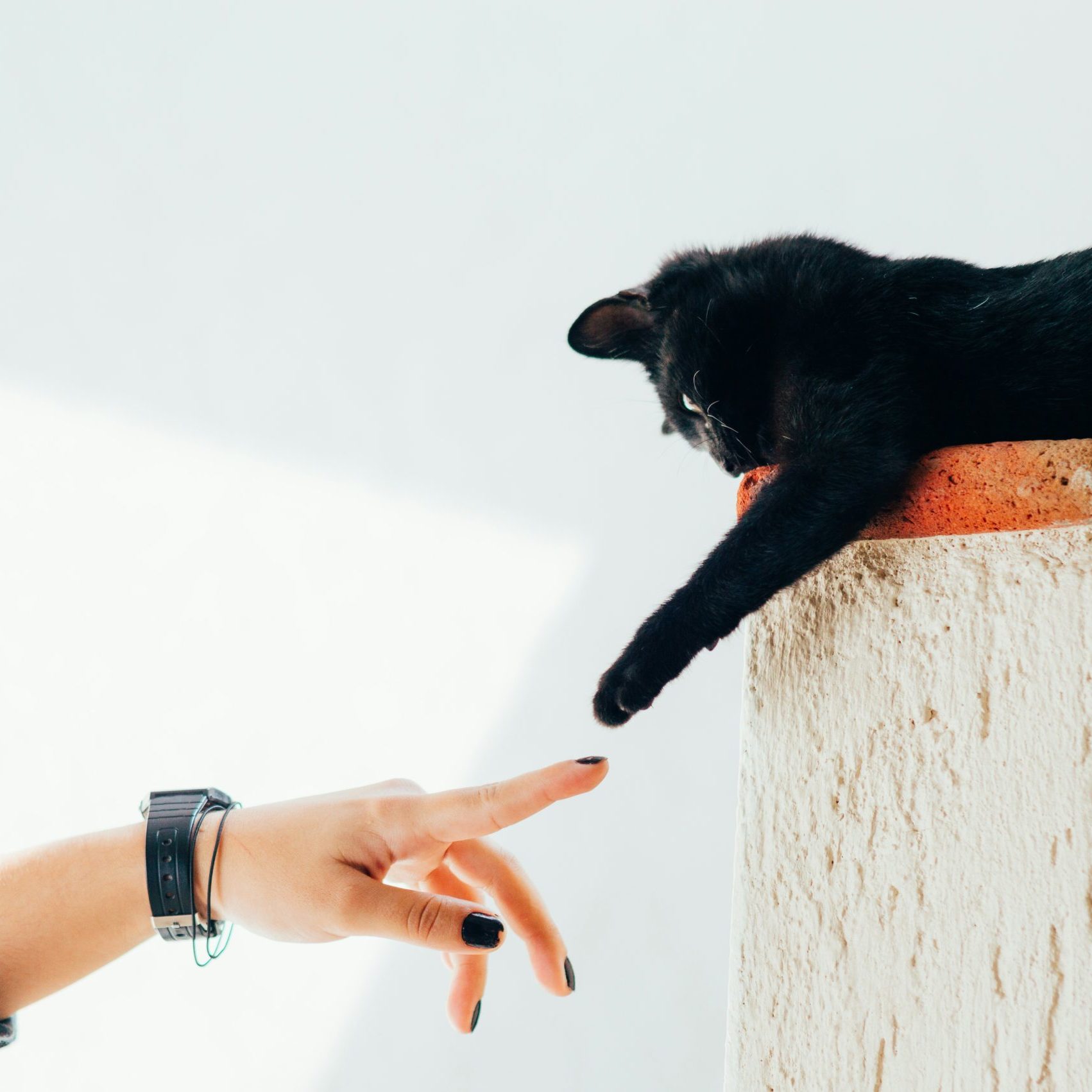 Mobile Katzenbetreuung, mobiler Katzenservice, Tierbetreuung Nürnberg, Eckental, Igensdorf, Gräfenberg, Heroldsberg